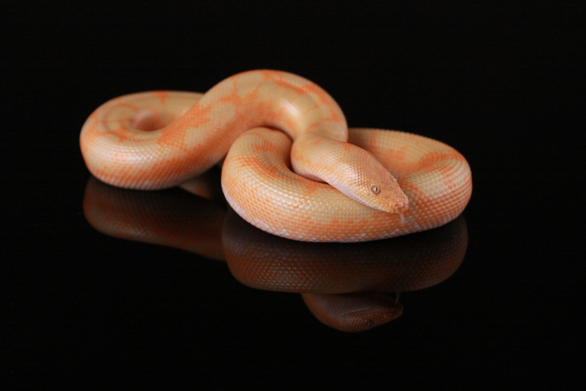 Albino Splash 2