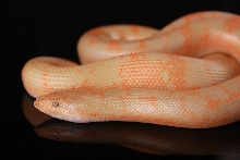 Albino Splash 3