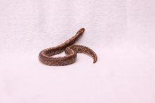 Stripe East African Sand Boa
