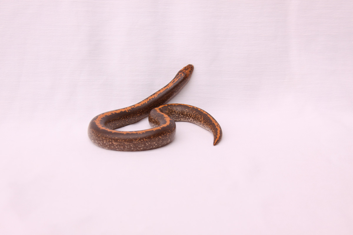 Stripe East African Sand Boa
