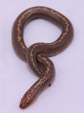 Stripe Het Anery 1.0 born 2009