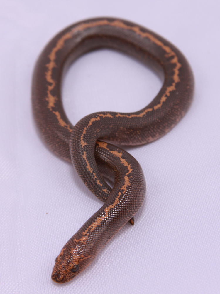 Stripe Het Anery 1.0 born 2009