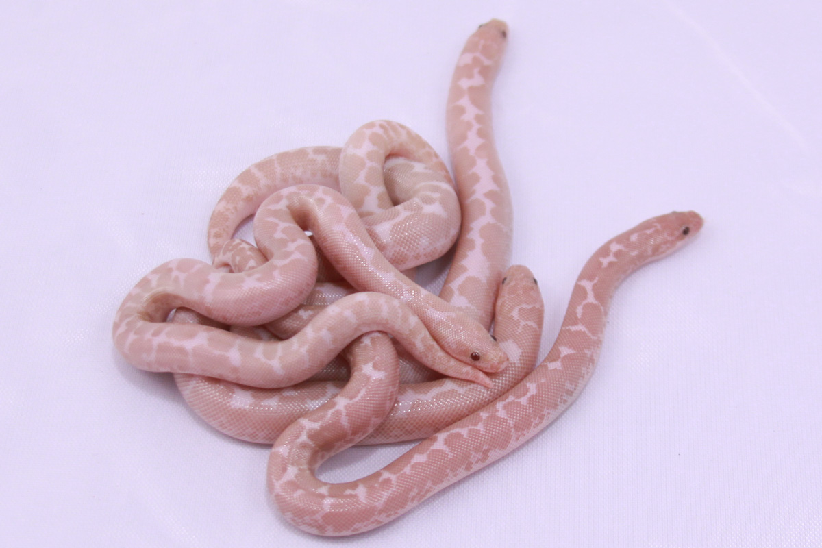 Potential Yellow Snow Kenyan Sand Boas