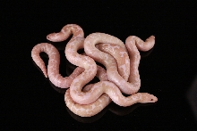 Potential Yellow Snow Kenyan Sand Boas
