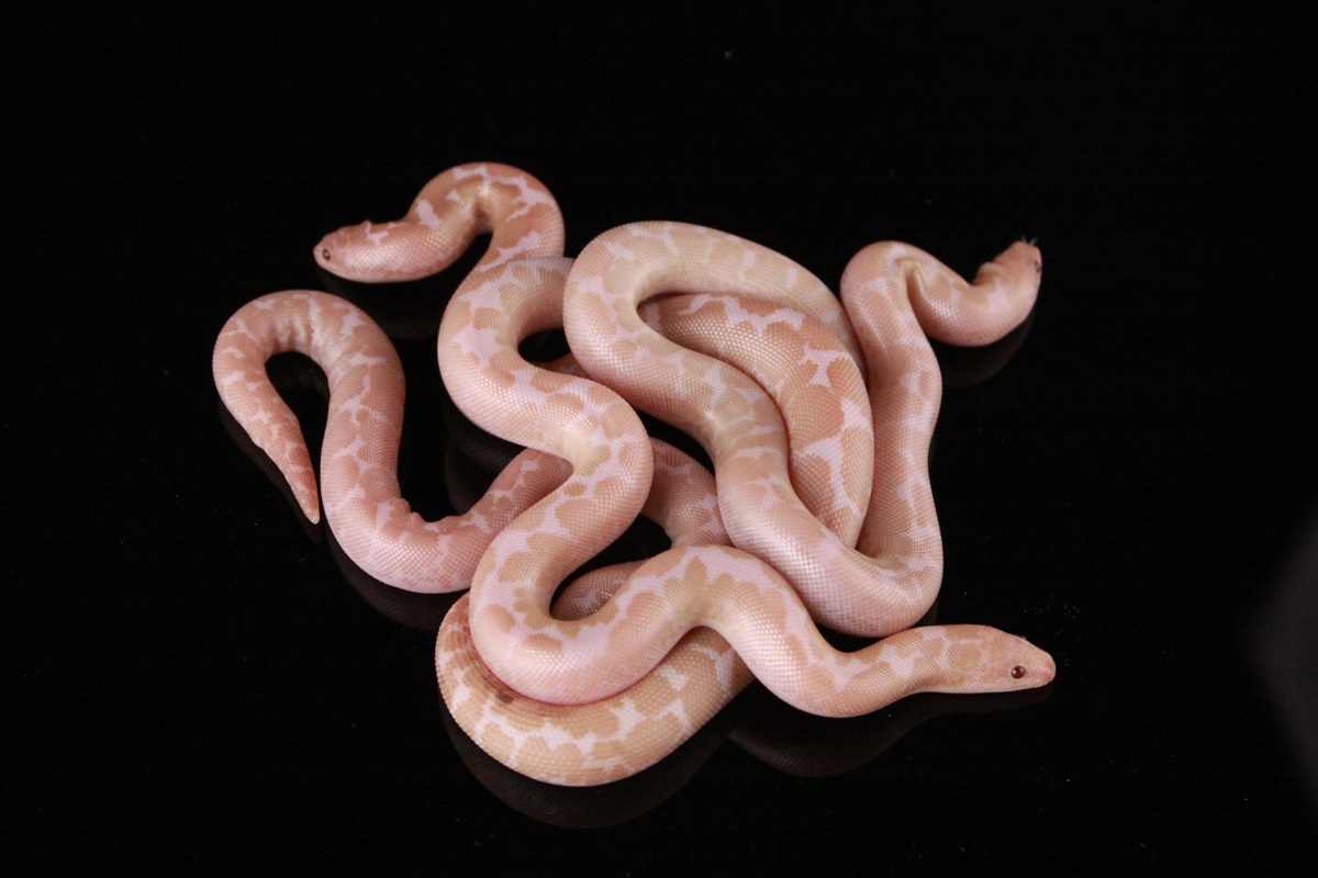 Potential Yellow Snow Kenyan Sand Boas