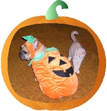 French pumpkin