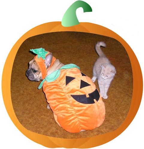 French pumpkin