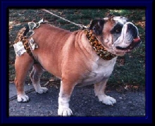 The Chippendog Dancer