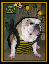 Zoey the Beedog