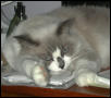 Misty - Exhausted!