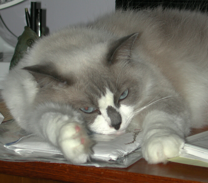 Misty - Exhausted!