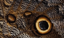 owl moth closeup