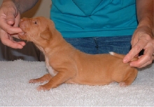 2 week old Bo