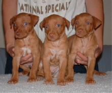 4 week old boys