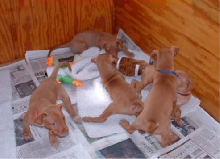 5 week old play time
