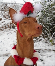 Mica Santa
