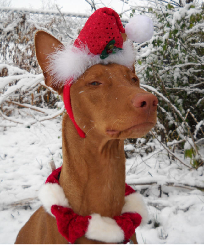 Mica Santa