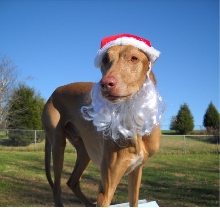 Santa Phaux