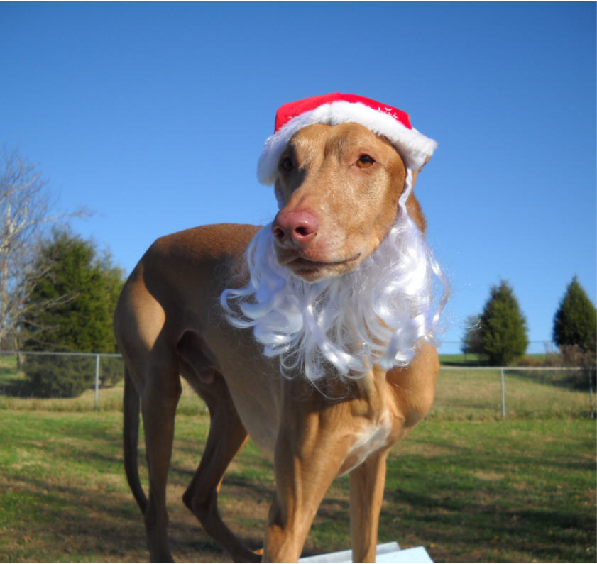 Santa Phaux