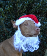 Santa Sam