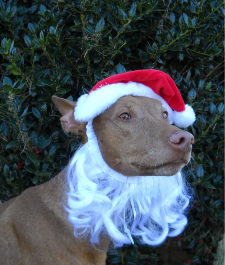 Santa Sam