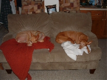 My old girls