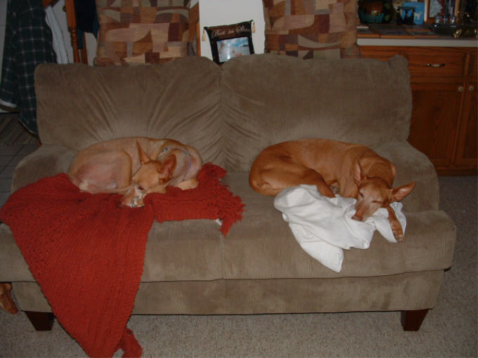 My old girls