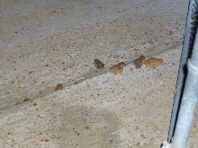 Toads in the kennels