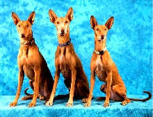 Galadrial Agility kids 2