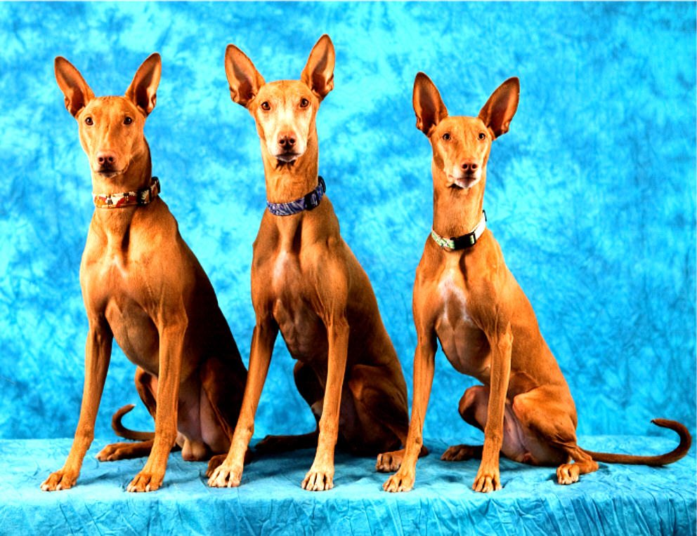 Galadrial Agility kids 2