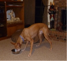 Zeke's 10th birthday