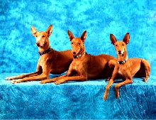 Galadrial Agility kids