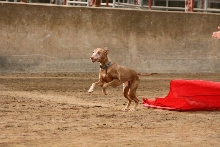 Zeke agility fun