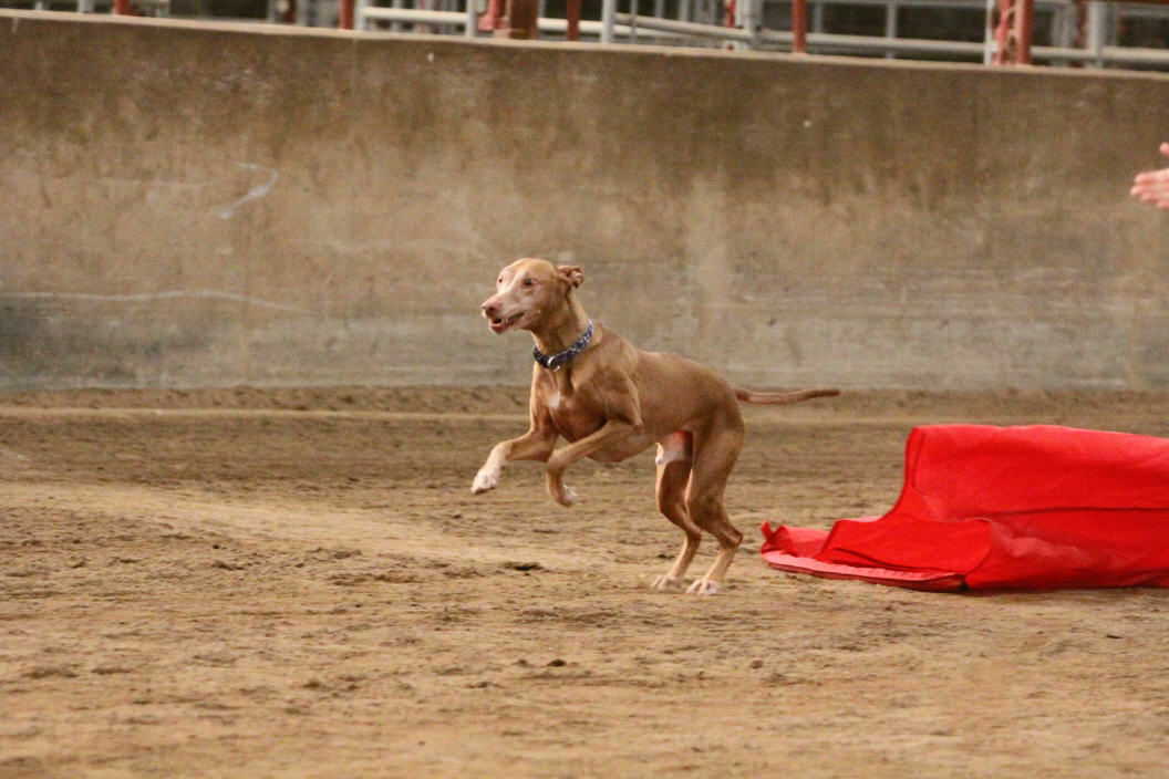 Zeke agility fun