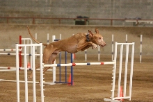 Zeke more agility