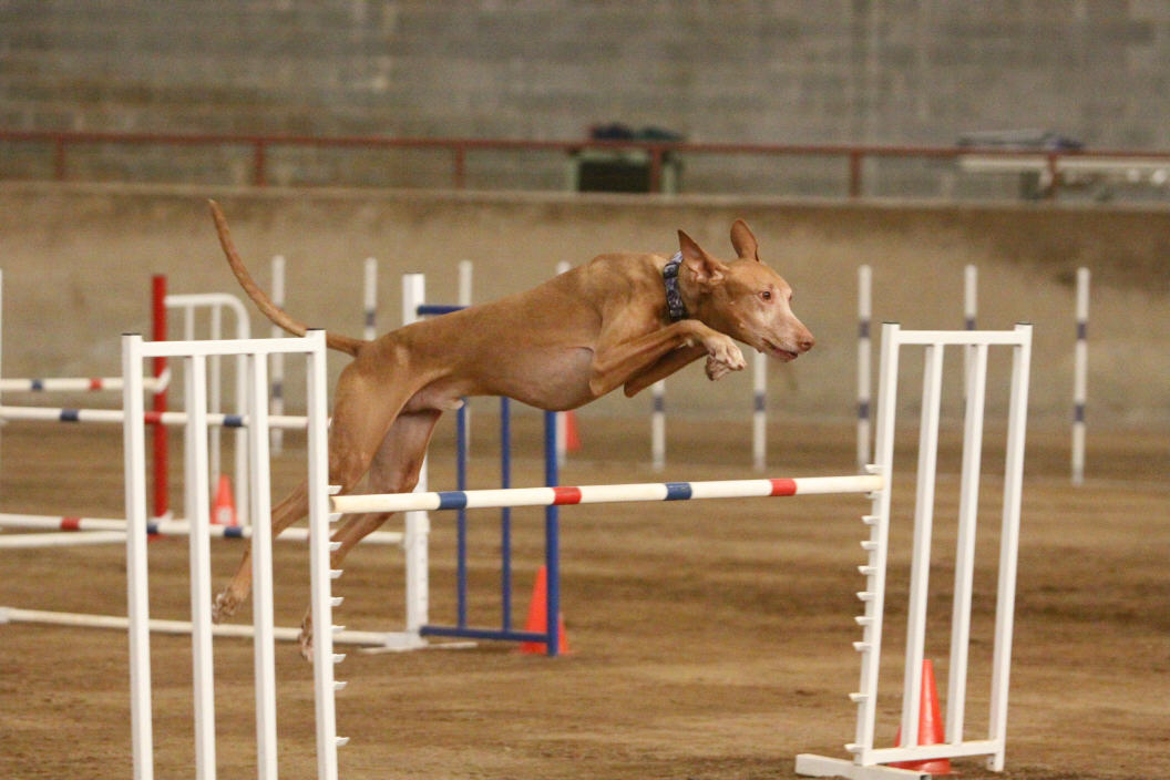 Zeke more agility