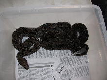 mystery boa