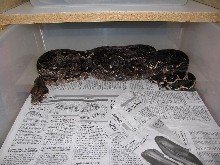mystery boa pic 2