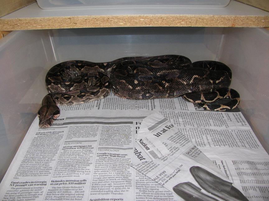 mystery boa pic 2