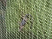 BLUE Anole