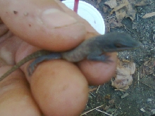 female carolina blue phase anole