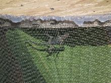blue phase anole