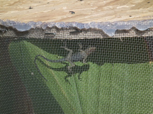 blue phase anole