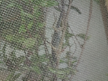 blue phase anole
