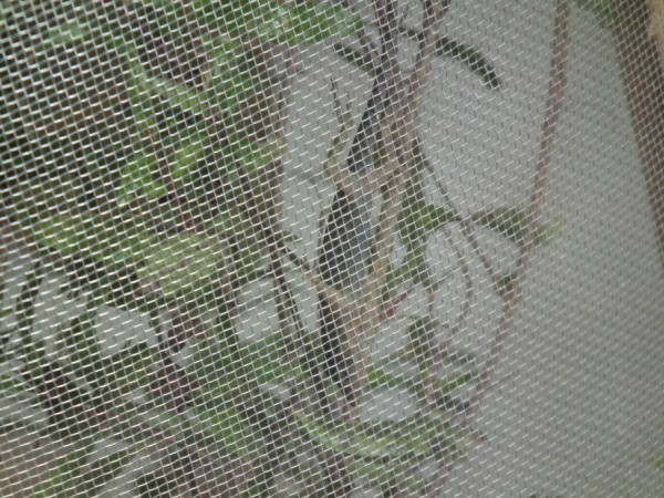 blue phase anole