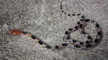 #1 Small 08 Pituophis deppei jani. (Taken 9/2010)