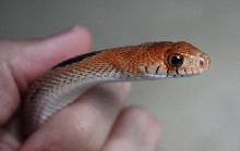 #1 Small 08 Pituophis deppei jani. Close up. (Taken 9/2010)