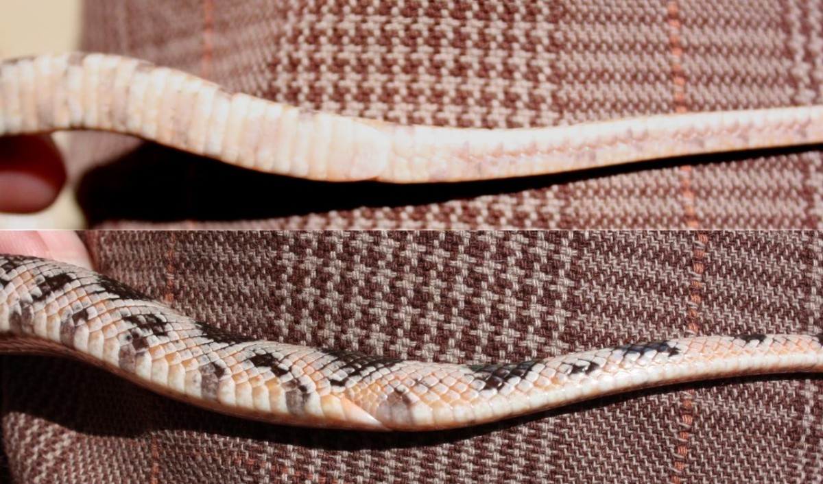 #1 Small 08 Pituophis deppei jani. Vent. (Taken 9/2010)