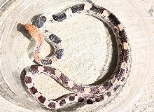#2 Small 08 Pituophis deppei jani.  (Taken 9/2010)
