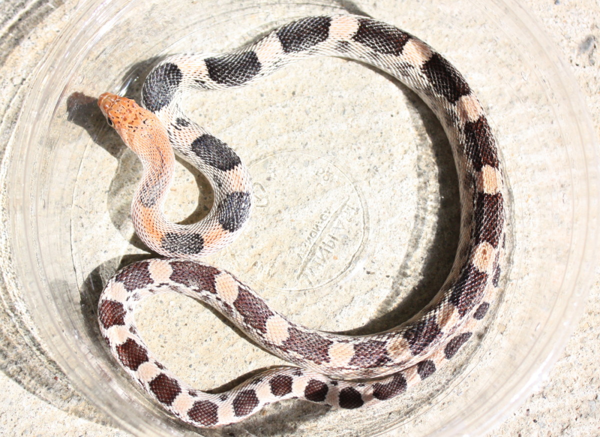 #2 Small 08 Pituophis deppei jani.  (Taken 9/2010)